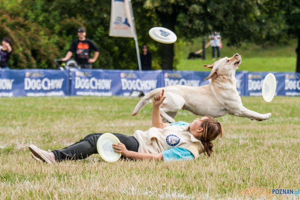 Dog Chow Disc Cup (27.06.2015) Cytadela Foto: © lepszyPOZNAN.pl / Karolina Kiraga Dog Chow Disc Cup (27.06.2015) Cytadela Foto: © lepszyPOZNAN.pl / Karolina Kiraga