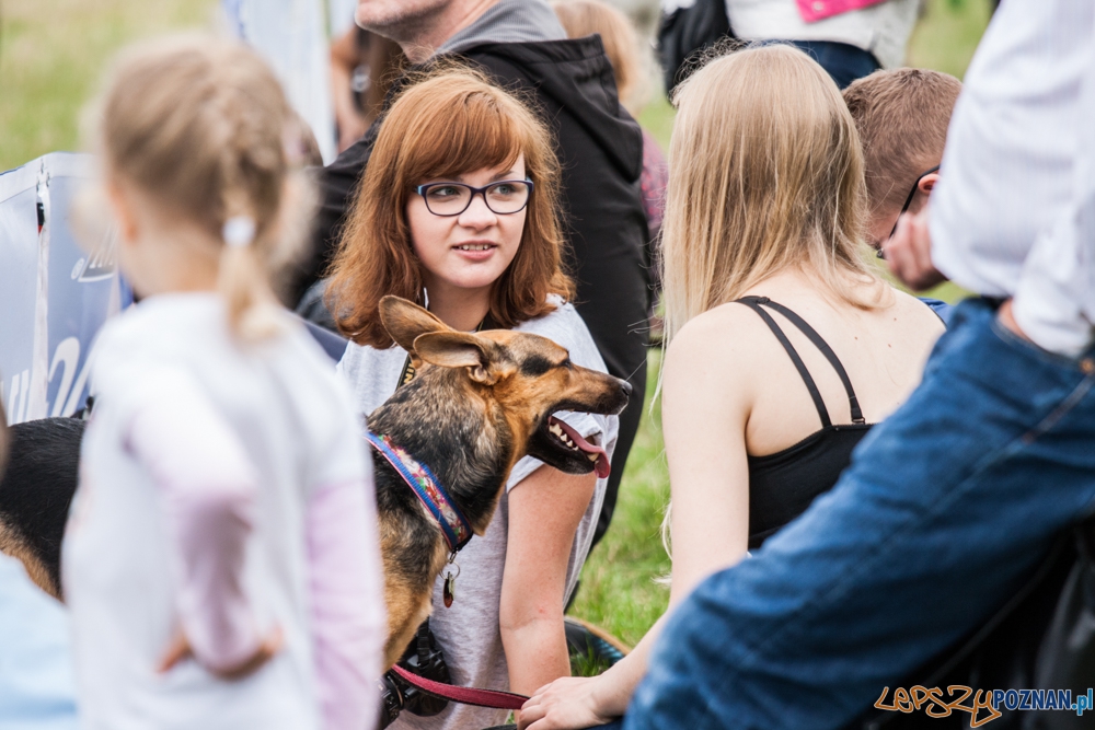 Dog Chow Disc Cup (27.06.2015) Cytadela Foto: © lepszyPOZNAN.pl / Karolina Kiraga Dog Chow Disc Cup (27.06.2015) Cytadela Foto: © lepszyPOZNAN.pl / Karolina Kiraga
