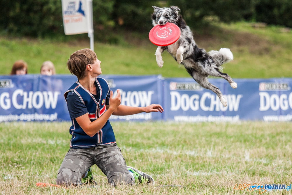 Dog Chow Disc Cup (27.06.2015) Cytadela Foto: © lepszyPOZNAN.pl / Karolina Kiraga Dog Chow Disc Cup (27.06.2015) Cytadela Foto: © lepszyPOZNAN.pl / Karolina Kiraga