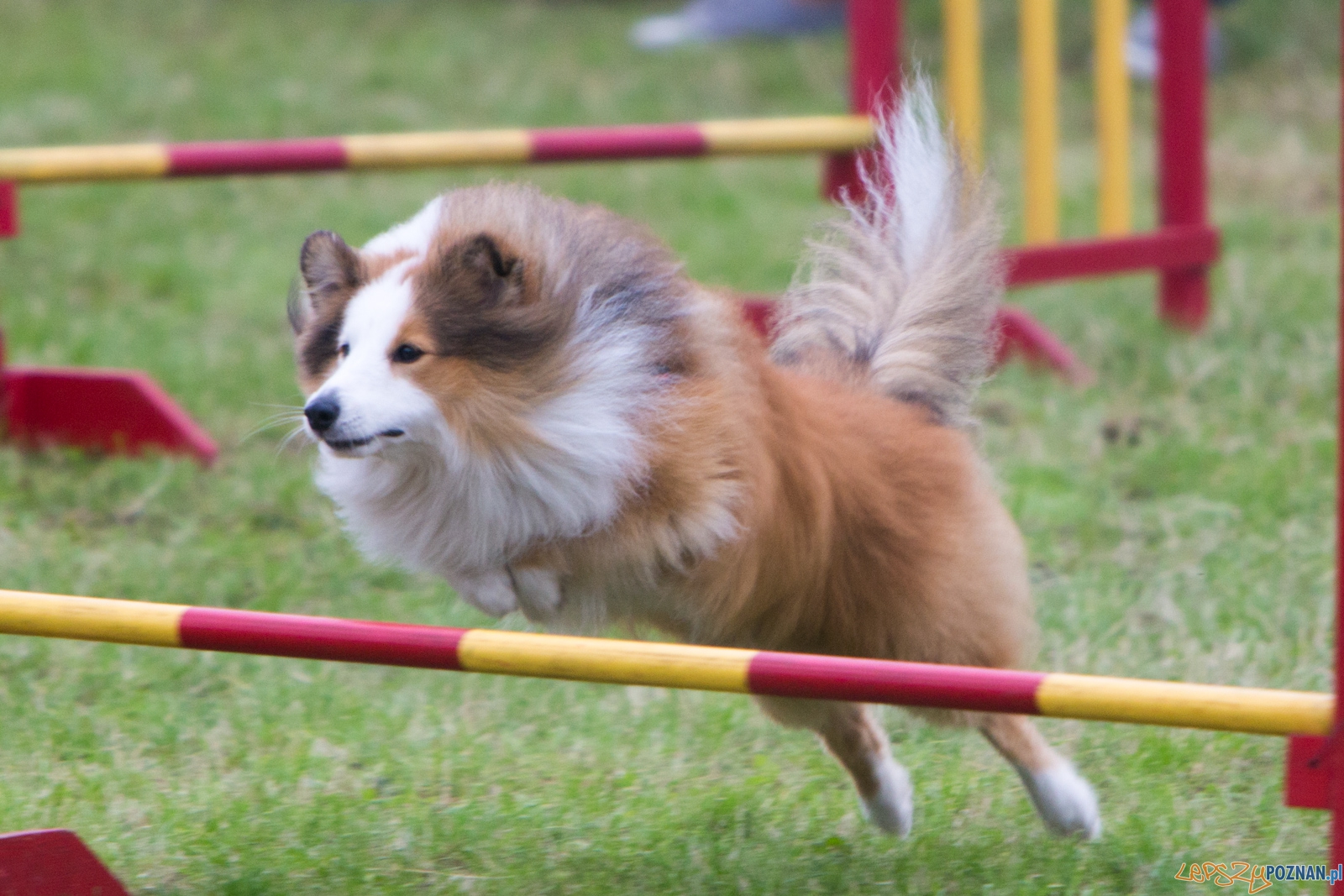 Dog Chow Disc Cup 2015 Foto: lepszyPOZNAN.pl / Piotr Rychter Dog Chow Disc Cup 2015 Foto: lepszyPOZNAN.pl / Piotr Rychter