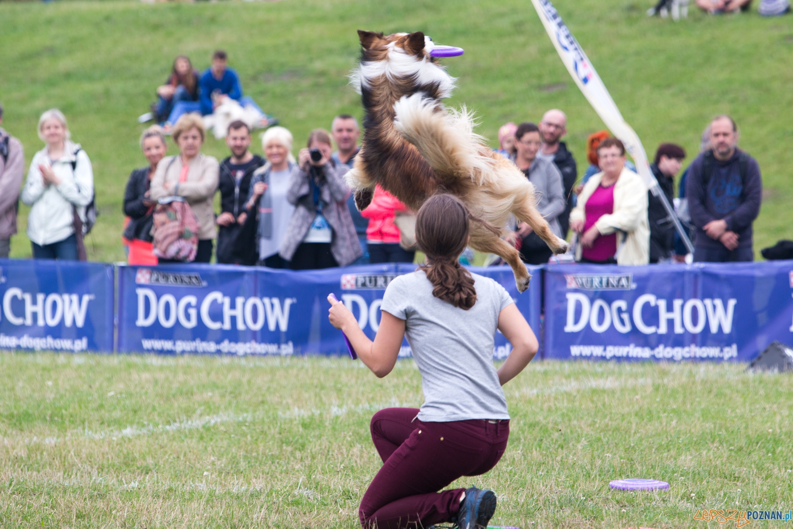 Dog Chow Disc Cup 2015 Foto: lepszyPOZNAN.pl / Piotr Rychter Dog Chow Disc Cup 2015 Foto: lepszyPOZNAN.pl / Piotr Rychter