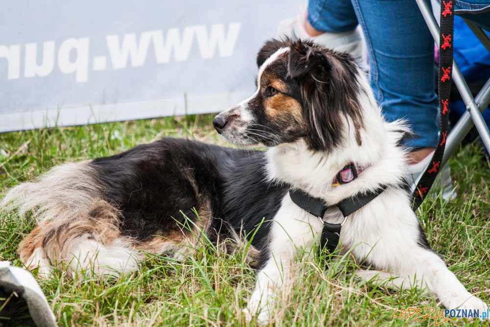 Dog Chow Disc Cup (27.06.2015) Cytadela Foto: © lepszyPOZNAN.pl / Karolina Kiraga Dog Chow Disc Cup (27.06.2015) Cytadela Foto: © lepszyPOZNAN.pl / Karolina Kiraga