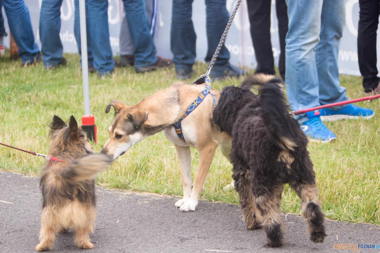 Dog Chow Disc Cup 2015 Foto: lepszyPOZNAN.pl / Piotr Rychter Dog Chow Disc Cup 2015 Foto: lepszyPOZNAN.pl / Piotr Rychter
