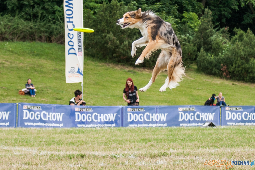 Dog Chow Disc Cup (27.06.2015) Cytadela Foto: © lepszyPOZNAN.pl / Karolina Kiraga Dog Chow Disc Cup (27.06.2015) Cytadela Foto: © lepszyPOZNAN.pl / Karolina Kiraga