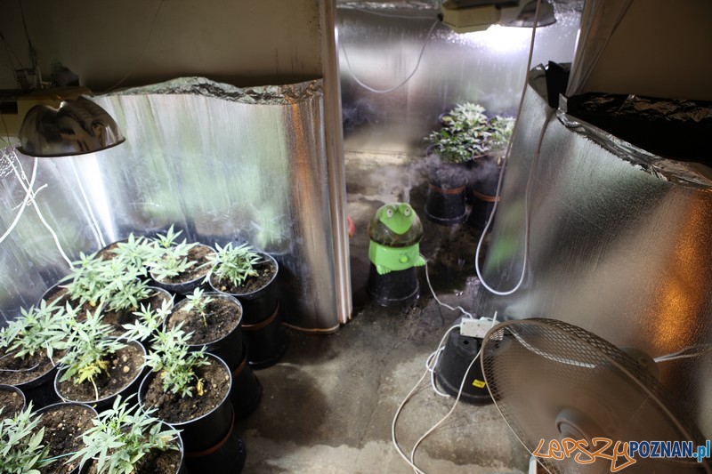 Wiózł trefny tytoń, w domu hodował konopie indyjskie Foto: KW Policji w Poznaniu Wiózł trefny tytoń, w domu hodował konopie indyjskie Foto: KW Policji w Poznaniu