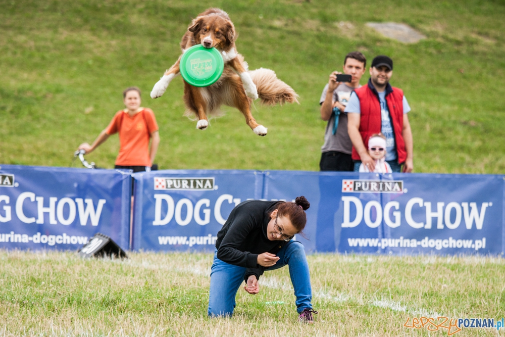 Dog Chow Disc Cup (27.06.2015) Cytadela Foto: © lepszyPOZNAN.pl / Karolina Kiraga Dog Chow Disc Cup (27.06.2015) Cytadela Foto: © lepszyPOZNAN.pl / Karolina Kiraga