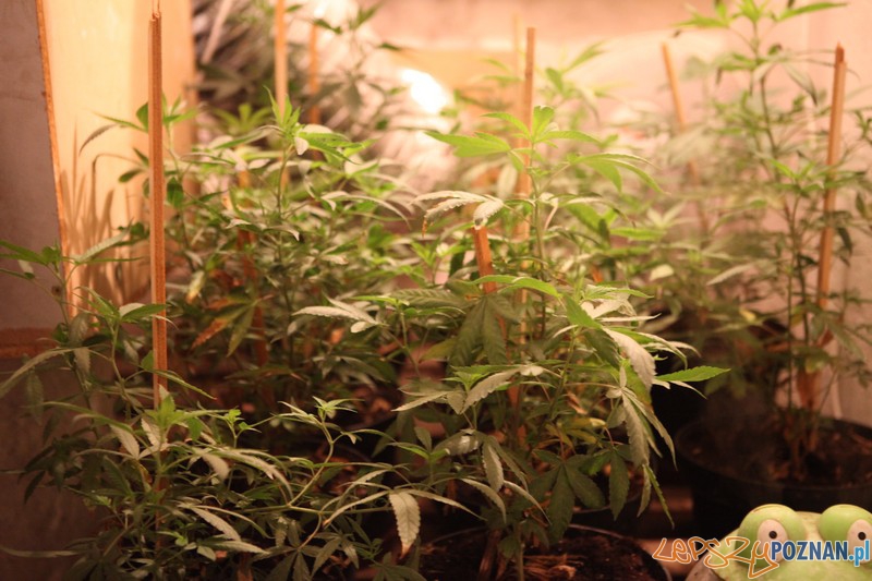 Wiózł trefny tytoń, w domu hodował konopie indyjskie Foto: KW Policji w Poznaniu Wiózł trefny tytoń, w domu hodował konopie indyjskie Foto: KW Policji w Poznaniu