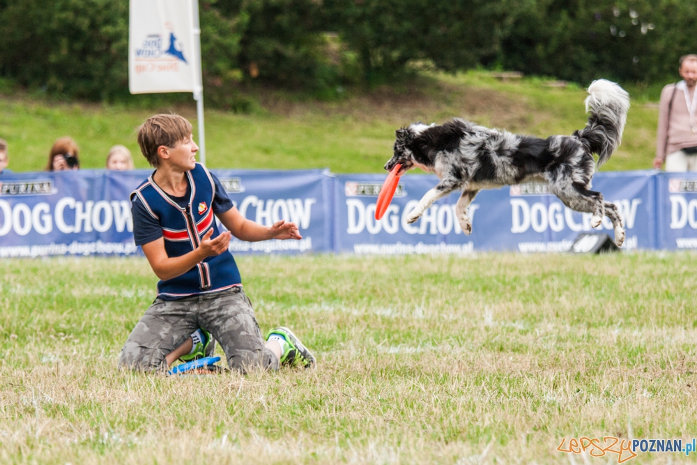 Dog Chow Disc Cup (27.06.2015) Cytadela Foto: © lepszyPOZNAN.pl / Karolina Kiraga Dog Chow Disc Cup (27.06.2015) Cytadela Foto: © lepszyPOZNAN.pl / Karolina Kiraga