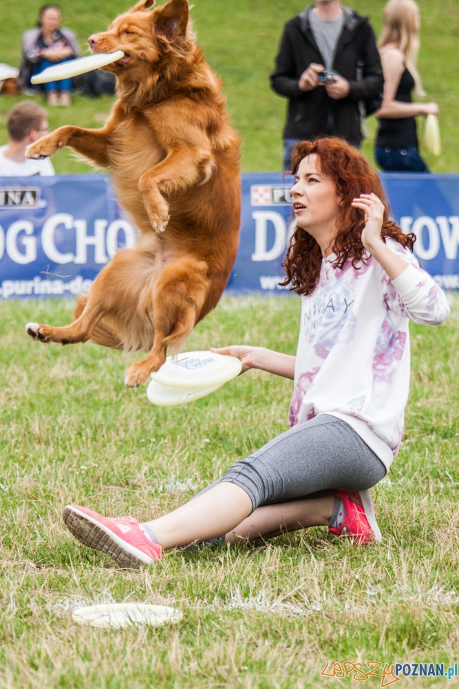 Dog Chow Disc Cup (27.06.2015) Cytadela Foto: © lepszyPOZNAN.pl / Karolina Kiraga Dog Chow Disc Cup (27.06.2015) Cytadela Foto: © lepszyPOZNAN.pl / Karolina Kiraga
