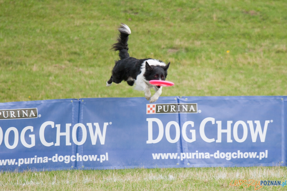 Dog Chow Disc Cup (27.06.2015) Cytadela Foto: © lepszyPOZNAN.pl / Karolina Kiraga Dog Chow Disc Cup (27.06.2015) Cytadela Foto: © lepszyPOZNAN.pl / Karolina Kiraga