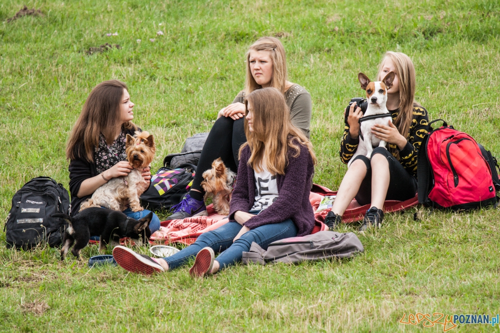 Dog Chow Disc Cup (27.06.2015) Cytadela Foto: © lepszyPOZNAN.pl / Karolina Kiraga Dog Chow Disc Cup (27.06.2015) Cytadela Foto: © lepszyPOZNAN.pl / Karolina Kiraga