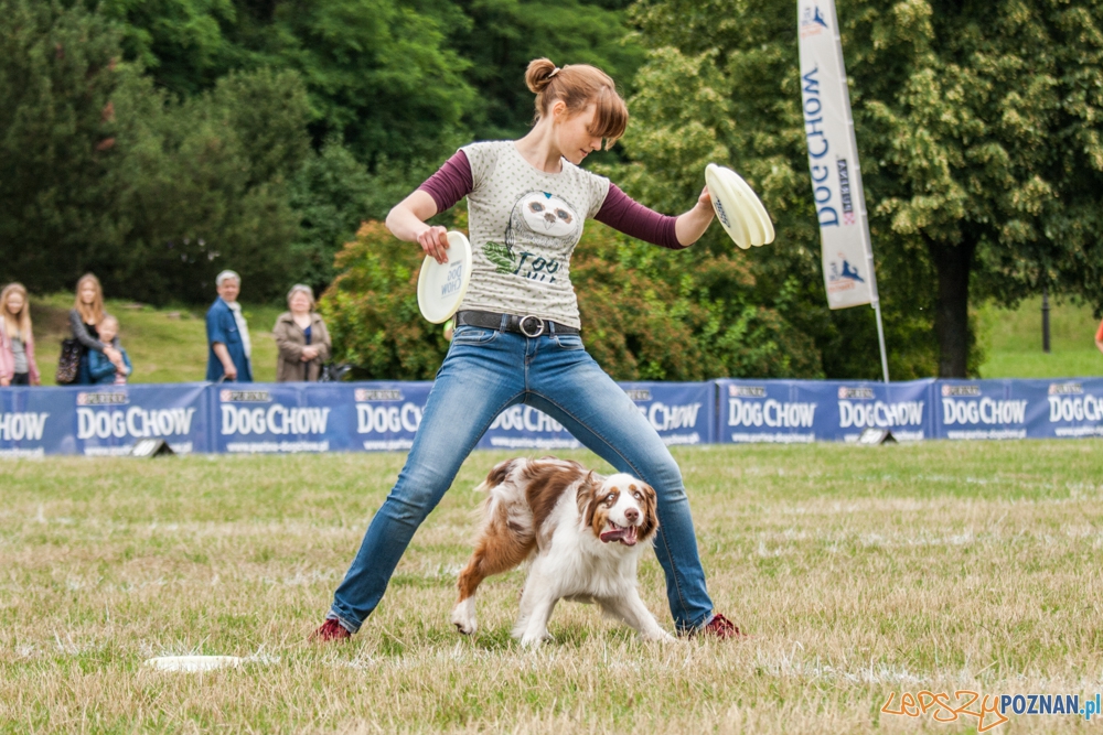 Dog Chow Disc Cup (27.06.2015) Cytadela Foto: © lepszyPOZNAN.pl / Karolina Kiraga Dog Chow Disc Cup (27.06.2015) Cytadela Foto: © lepszyPOZNAN.pl / Karolina Kiraga