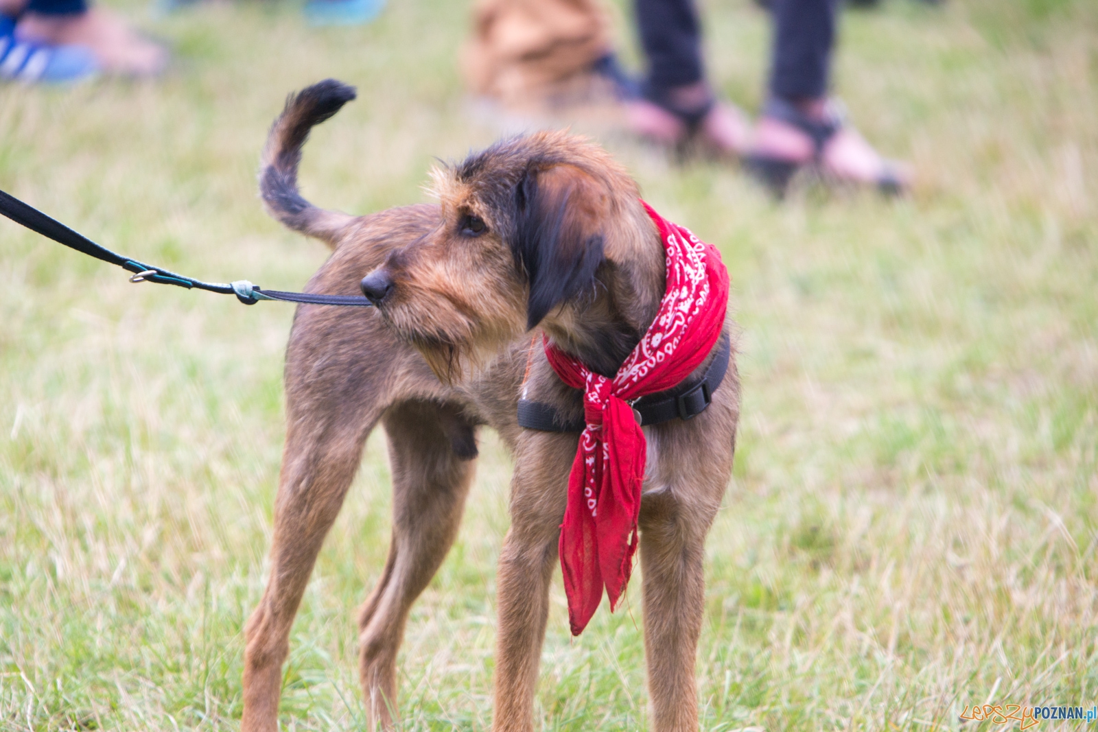 Dog Chow Disc Cup 2015 Foto: lepszyPOZNAN.pl / Piotr Rychter Dog Chow Disc Cup 2015 Foto: lepszyPOZNAN.pl / Piotr Rychter