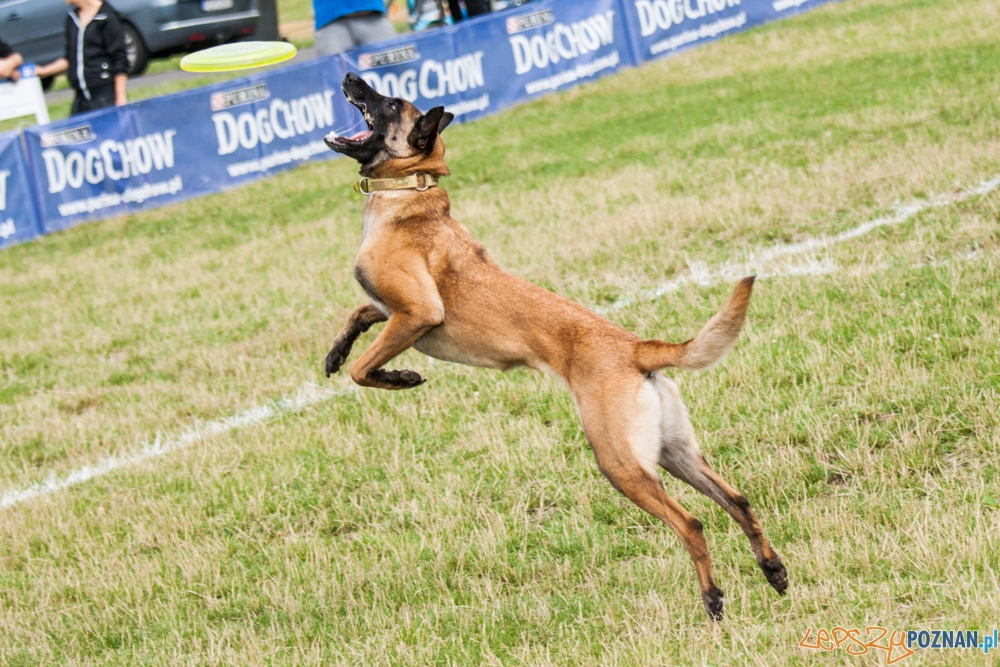Dog Chow Disc Cup (27.06.2015) Cytadela Foto: © lepszyPOZNAN.pl / Karolina Kiraga Dog Chow Disc Cup (27.06.2015) Cytadela Foto: © lepszyPOZNAN.pl / Karolina Kiraga