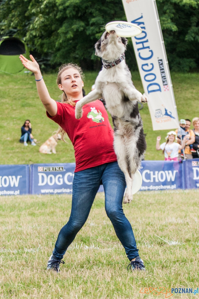 Dog Chow Disc Cup (27.06.2015) Cytadela Foto: © lepszyPOZNAN.pl / Karolina Kiraga Dog Chow Disc Cup (27.06.2015) Cytadela Foto: © lepszyPOZNAN.pl / Karolina Kiraga
