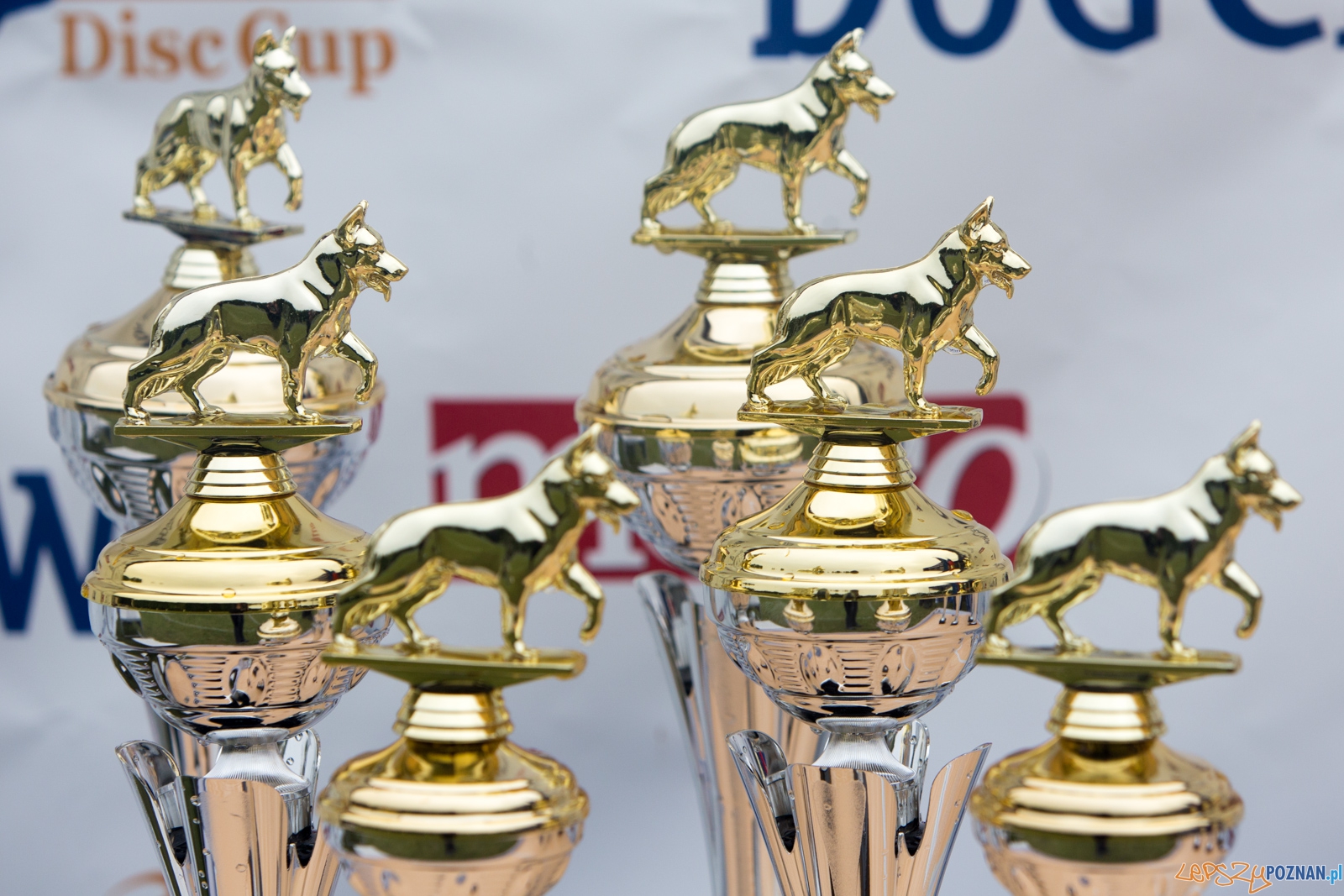 Dog Chow Disc Cup 2015 Foto: lepszyPOZNAN.pl / Piotr Rychter Dog Chow Disc Cup 2015 Foto: lepszyPOZNAN.pl / Piotr Rychter