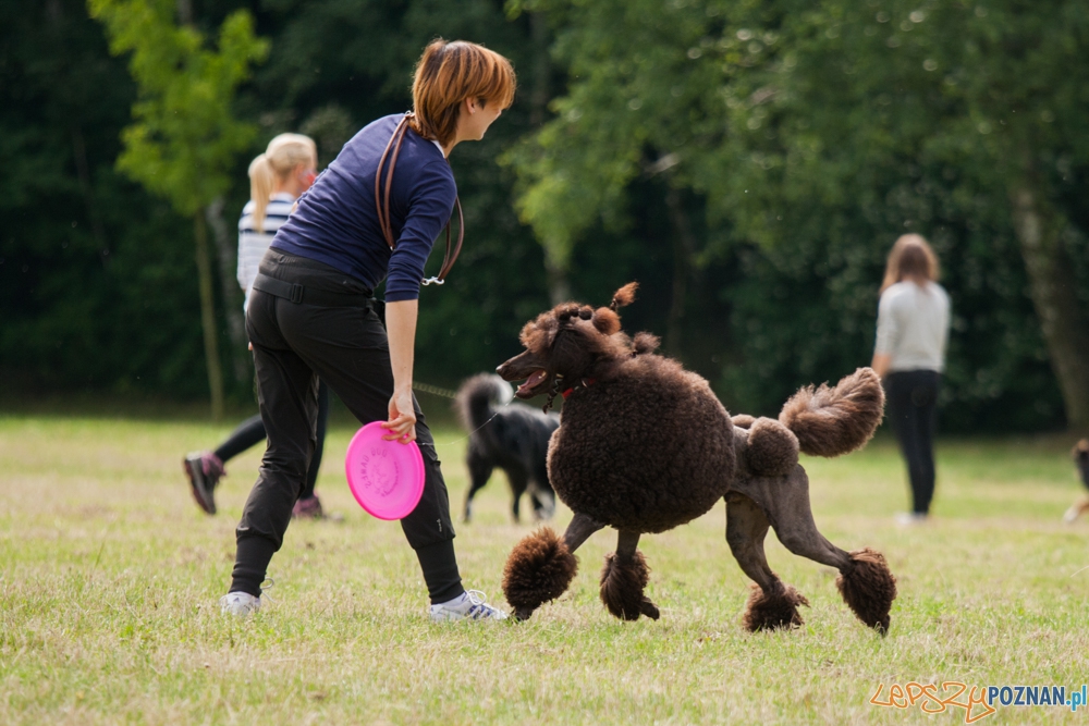 Dog Chow Disc Cup (27.06.2015) Cytadela Foto: © lepszyPOZNAN.pl / Karolina Kiraga Dog Chow Disc Cup (27.06.2015) Cytadela Foto: © lepszyPOZNAN.pl / Karolina Kiraga