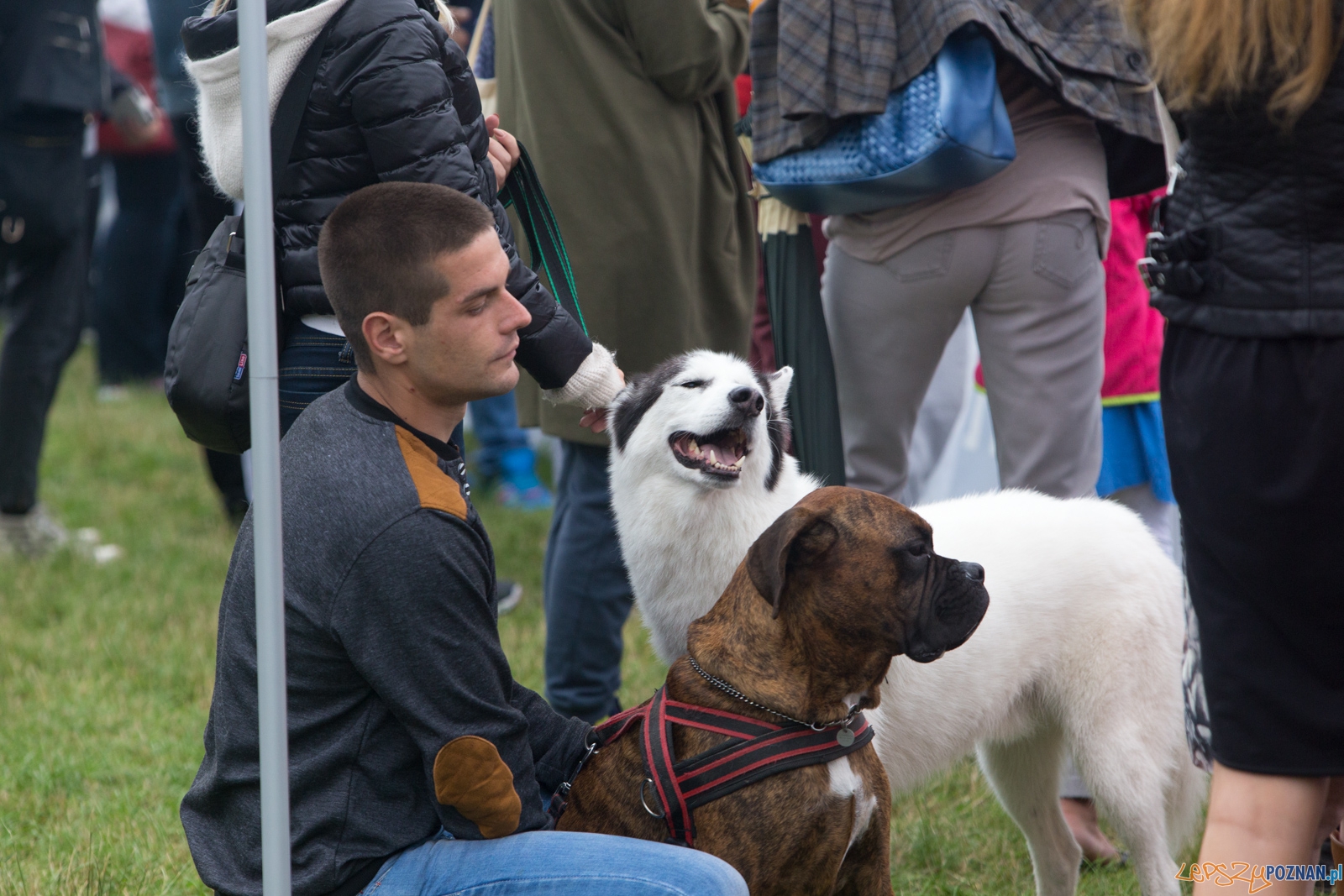 Dog Chow Disc Cup 2015 Foto: lepszyPOZNAN.pl / Piotr Rychter Dog Chow Disc Cup 2015 Foto: lepszyPOZNAN.pl / Piotr Rychter