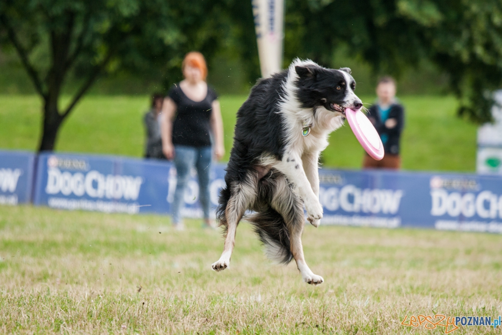 Dog Chow Disc Cup (27.06.2015) Cytadela Foto: © lepszyPOZNAN.pl / Karolina Kiraga Dog Chow Disc Cup (27.06.2015) Cytadela Foto: © lepszyPOZNAN.pl / Karolina Kiraga