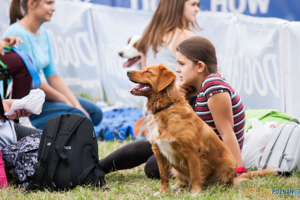 Dog Chow Disc Cup (27.06.2015) Cytadela Foto: © lepszyPOZNAN.pl / Karolina Kiraga Dog Chow Disc Cup (27.06.2015) Cytadela Foto: © lepszyPOZNAN.pl / Karolina Kiraga