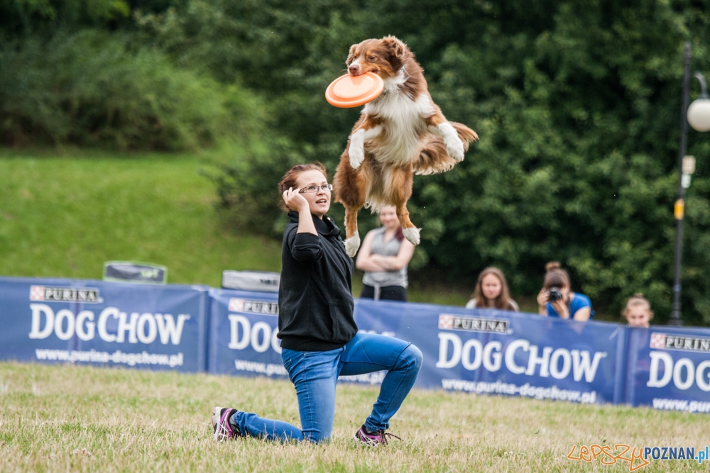 Dog Chow Disc Cup (27.06.2015) Cytadela Foto: © lepszyPOZNAN.pl / Karolina Kiraga Dog Chow Disc Cup (27.06.2015) Cytadela Foto: © lepszyPOZNAN.pl / Karolina Kiraga