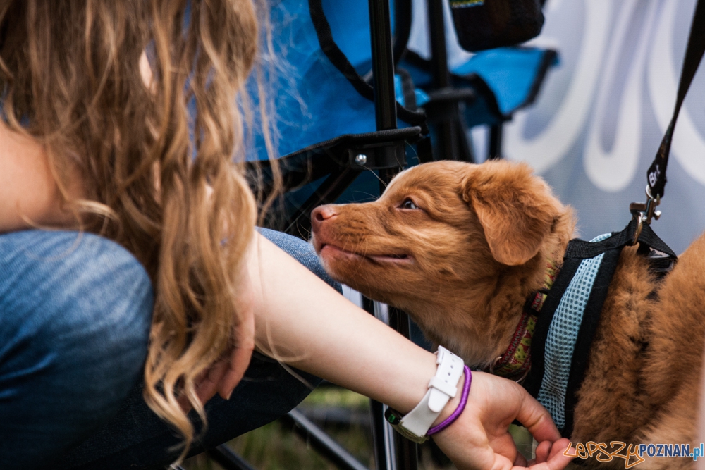 Dog Chow Disc Cup (27.06.2015) Cytadela Foto: © lepszyPOZNAN.pl / Karolina Kiraga Dog Chow Disc Cup (27.06.2015) Cytadela Foto: © lepszyPOZNAN.pl / Karolina Kiraga