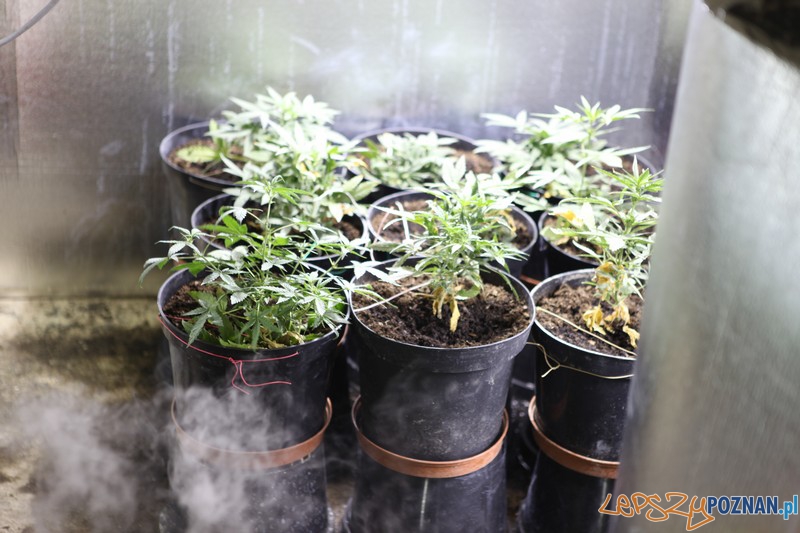 Wiózł trefny tytoń, w domu hodował konopie indyjskie Foto: KW Policji w Poznaniu Wiózł trefny tytoń, w domu hodował konopie indyjskie Foto: KW Policji w Poznaniu