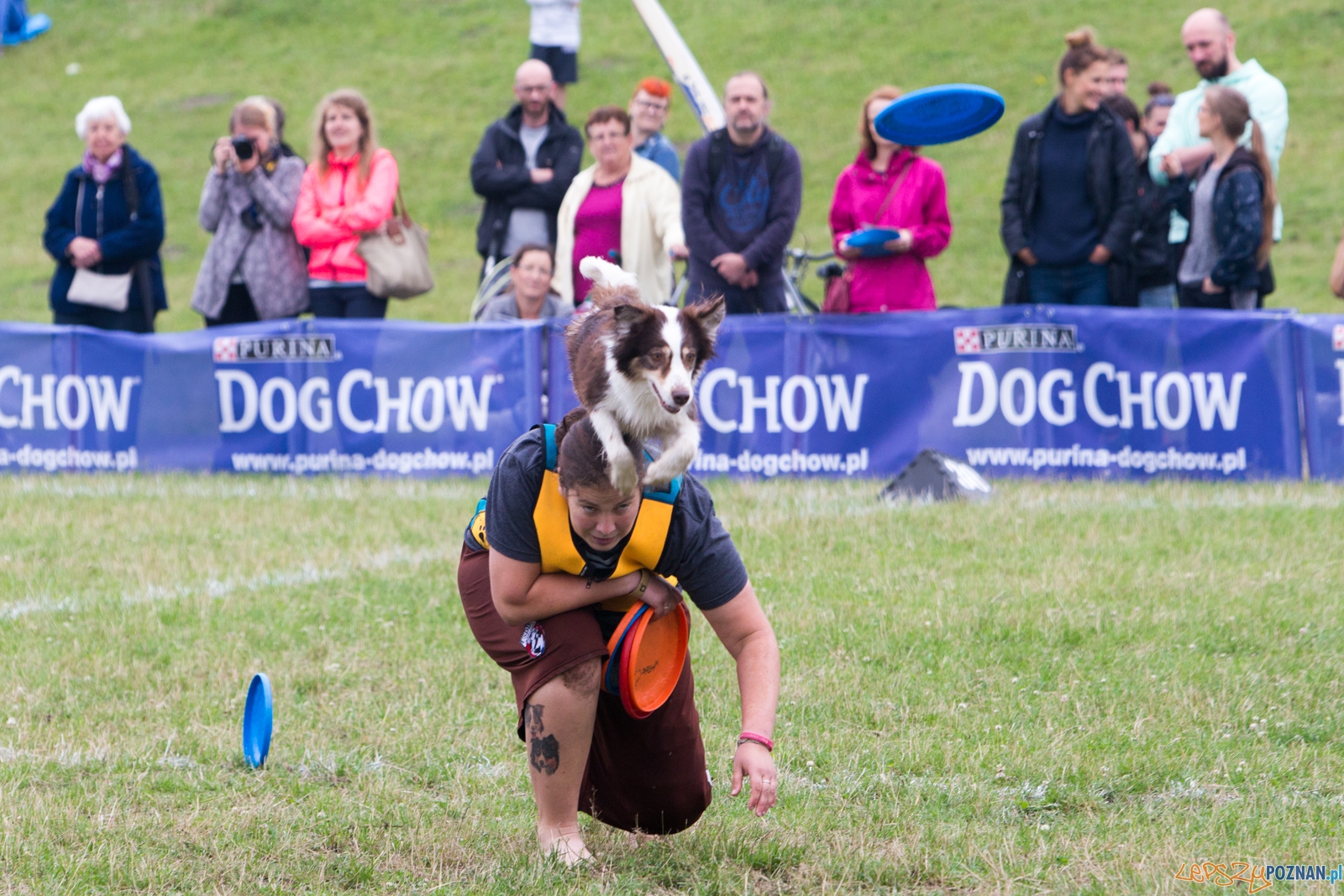 Dog Chow Disc Cup 2015 Foto: lepszyPOZNAN.pl / Piotr Rychter Dog Chow Disc Cup 2015 Foto: lepszyPOZNAN.pl / Piotr Rychter
