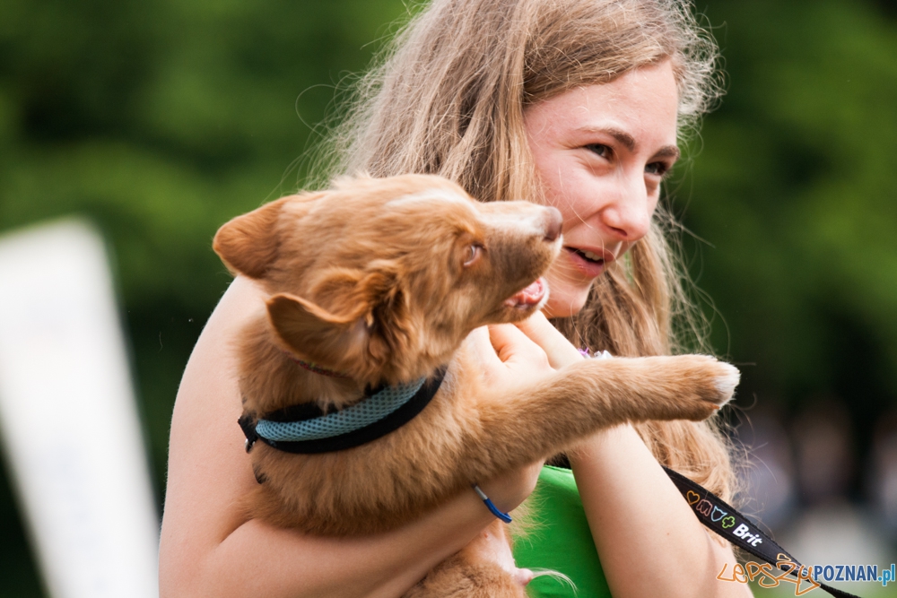 Dog Chow Disc Cup (27.06.2015) Cytadela Foto: © lepszyPOZNAN.pl / Karolina Kiraga Dog Chow Disc Cup (27.06.2015) Cytadela Foto: © lepszyPOZNAN.pl / Karolina Kiraga