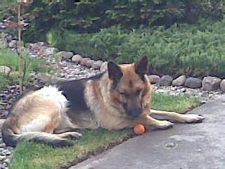 Dragon Foto: Dragon Foto: