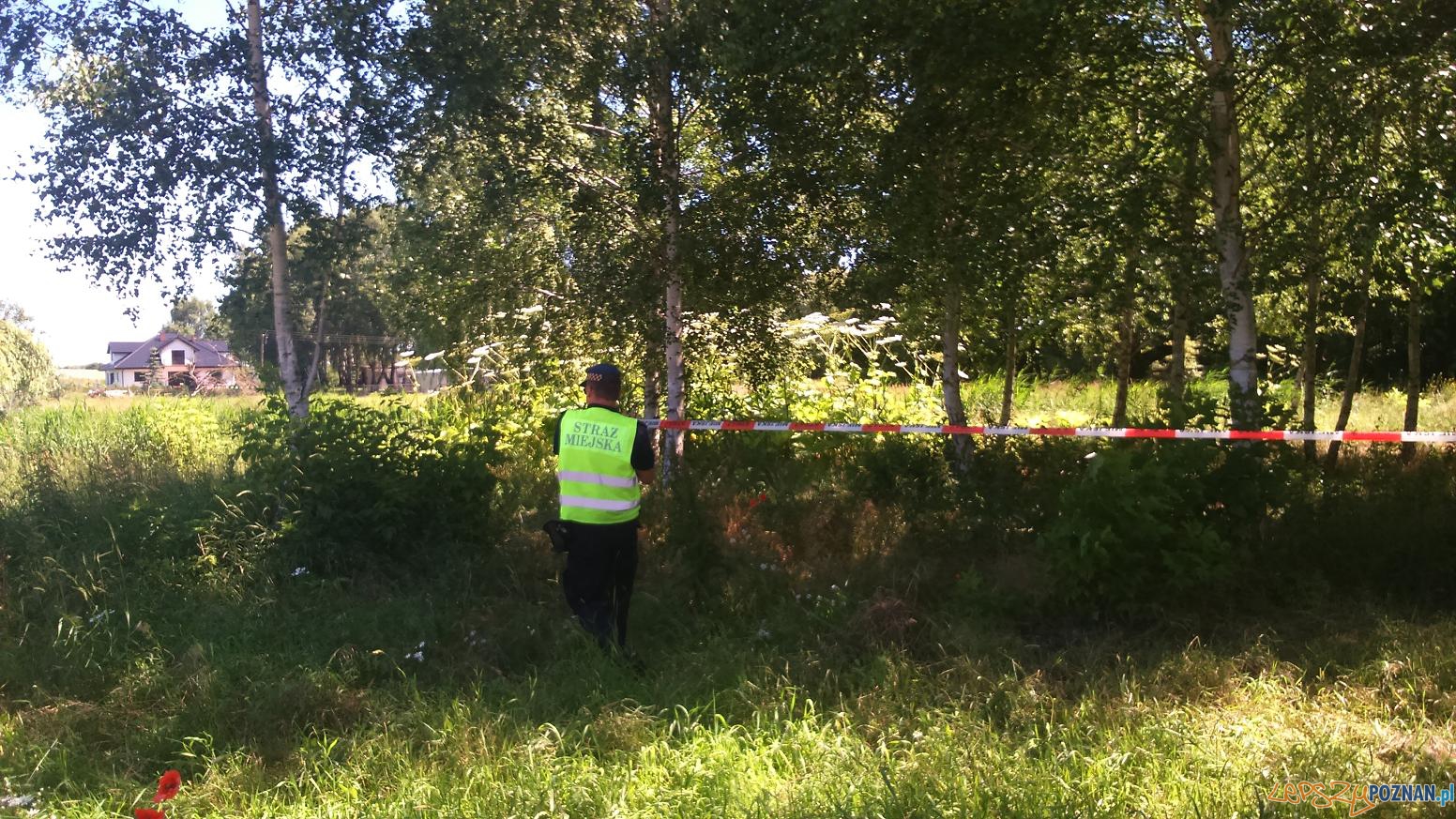 Barszcz Sosnowskiego na Piątkowie Foto: Straż Miejska Poznania Barszcz Sosnowskiego na Piątkowie Foto: Straż Miejska Poznania