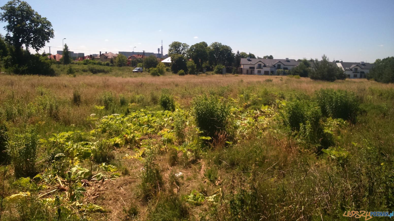Barszcz Sosnowskiego na Piątkowie Foto: Straż Miejska Poznania Barszcz Sosnowskiego na Piątkowie Foto: Straż Miejska Poznania