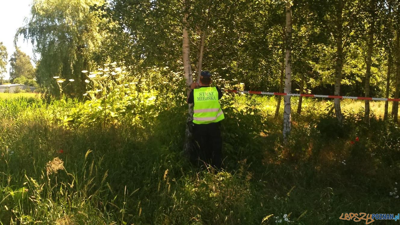 Barszcz Sosnowskiego na Piątkowie Foto: Straż Miejska Poznania Barszcz Sosnowskiego na Piątkowie Foto: Straż Miejska Poznania