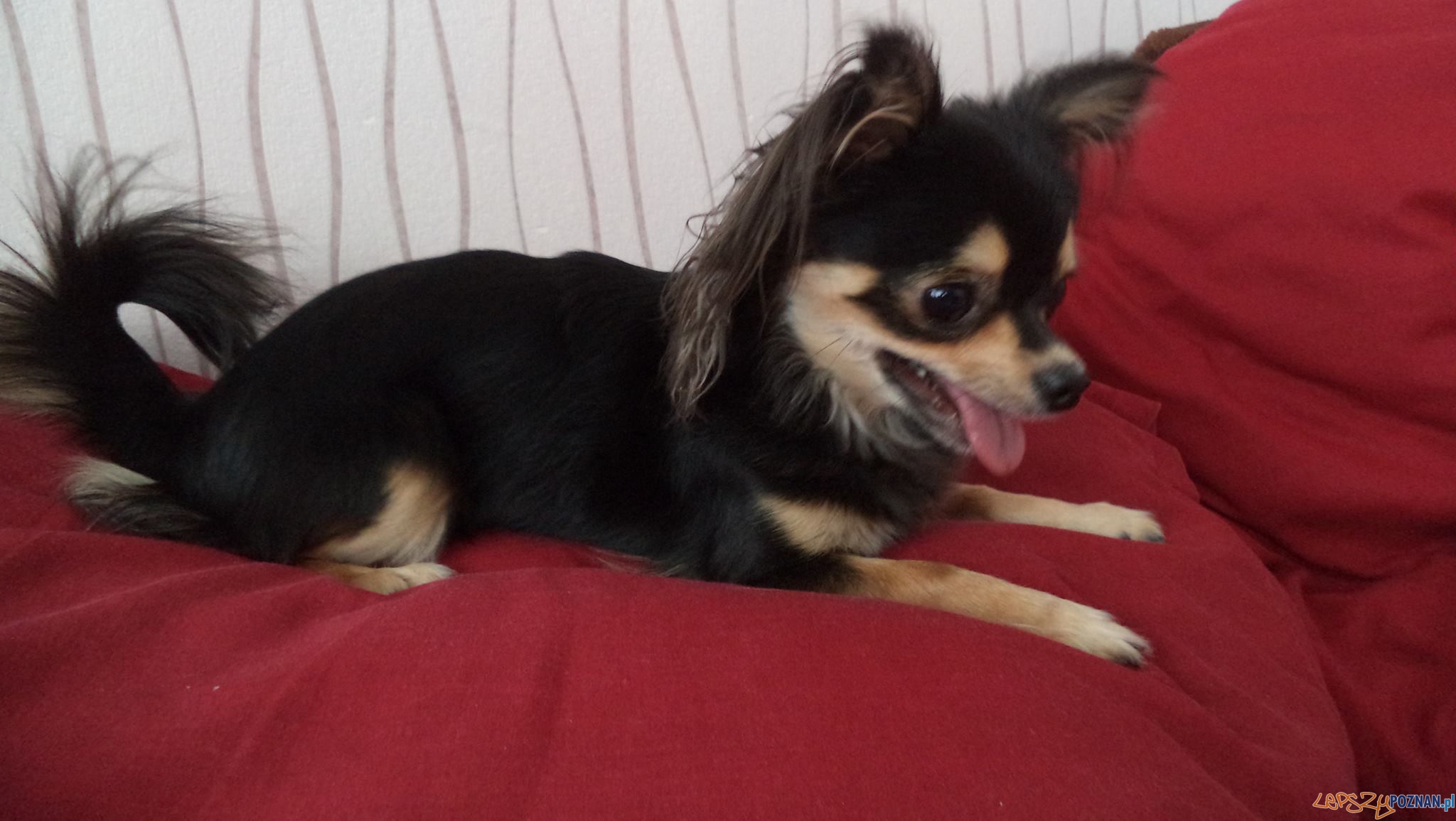 Bestia Foto: Bestia Foto: