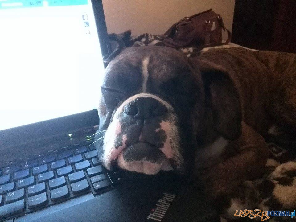 Buddy Foto: Buddy Foto: