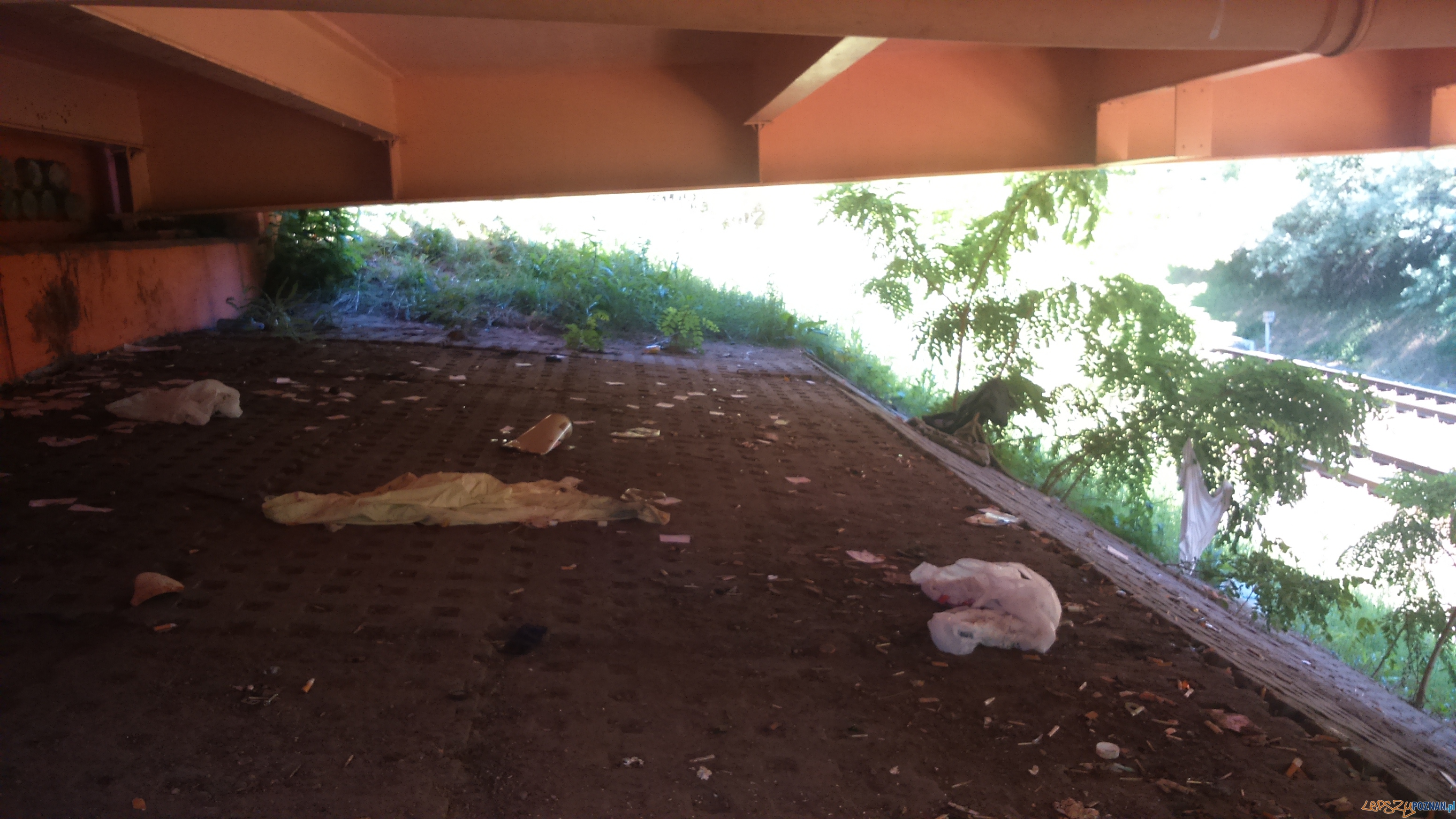 Gemela pod Pestką (1) Foto: Straż Miejska Gemela pod Pestką (1) Foto: Straż Miejska