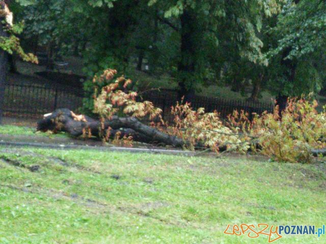 Gwałtowna burza przeszła nad Poznaniem - przy Cytadeli Foto: Przemysław Gwałtowna burza przeszła nad Poznaniem - przy Cytadeli Foto: Przemysław