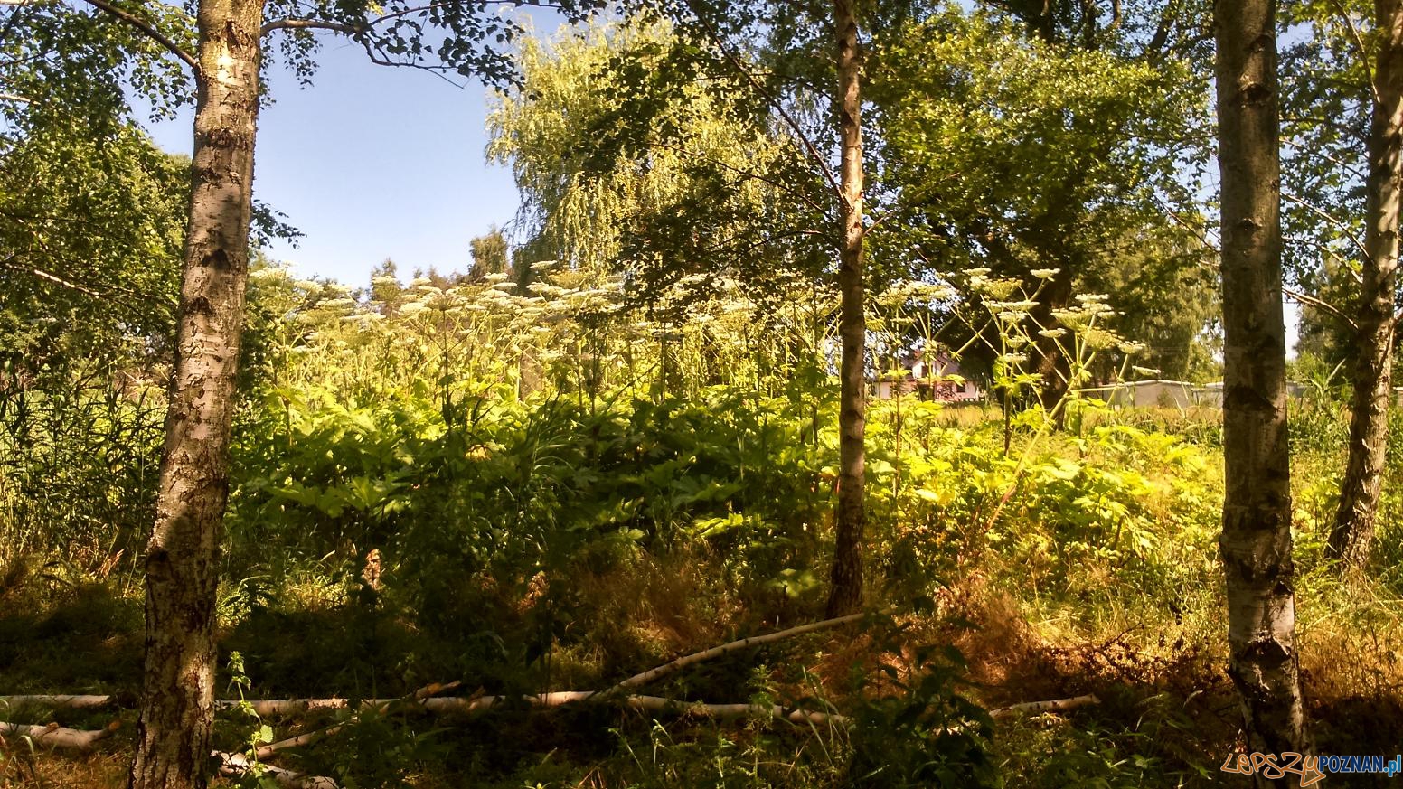 Barszcz Sosnowskiego na Piątkowie Foto: Straż Miejska Poznania Barszcz Sosnowskiego na Piątkowie Foto: Straż Miejska Poznania