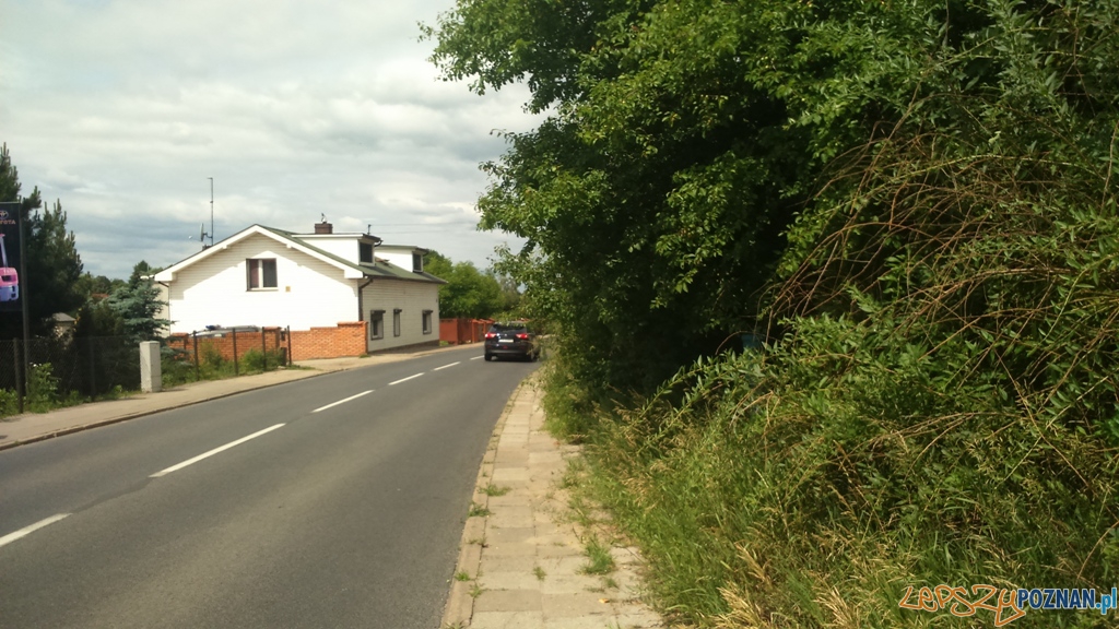 Zarośnięty chodnik w Kiekrzu Foto: Straż Miejska Zarośnięty chodnik w Kiekrzu Foto: Straż Miejska