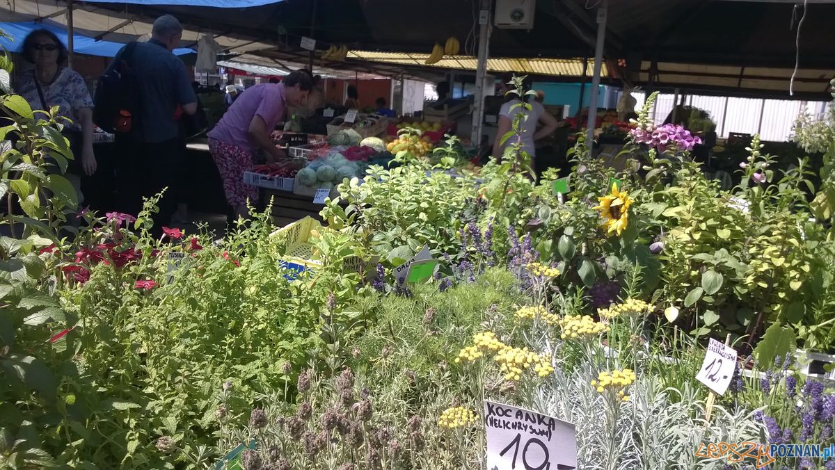 Plac Bernardyński (1) Foto: TD Plac Bernardyński (1) Foto: TD