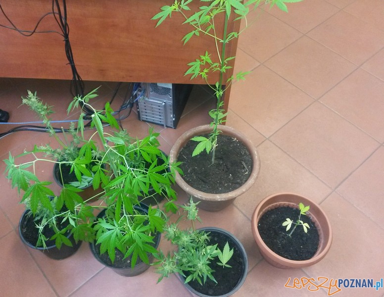 Konopie indyjskie Foto: materiały policji Konopie indyjskie Foto: materiały policji