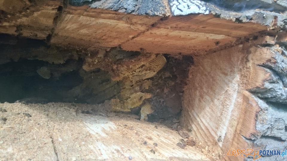 Pszczoły ujarzmione przez strażaków Foto: PSP/ Tomasz Kołtuńczyk Pszczoły ujarzmione przez strażaków Foto: PSP/ Tomasz Kołtuńczyk