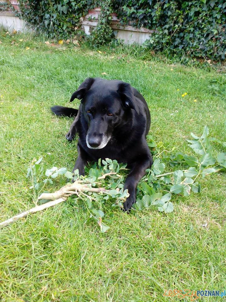 Dejzi Foto: Dejzi Foto: