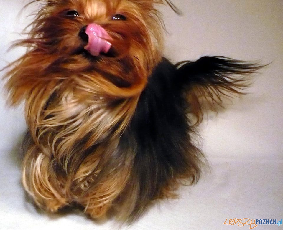 Dianka Wariatuńcia Foto: Dianka Wariatuńcia Foto: