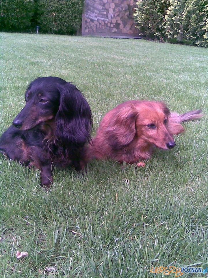 Mini i Viki. Stokrotka i Gracja Foto: Mini i Viki. Stokrotka i Gracja Foto: