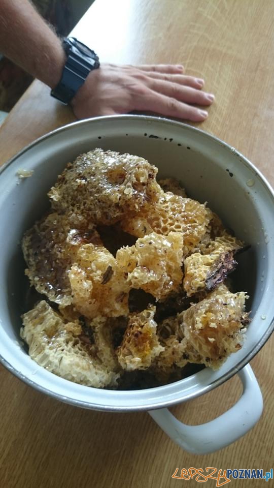 Pszczoły ujarzmione przez strażaków Foto: PSP/ Tomasz Kołtuńczyk Pszczoły ujarzmione przez strażaków Foto: PSP/ Tomasz Kołtuńczyk