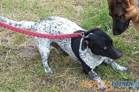 Benek Foto: Benek Foto: