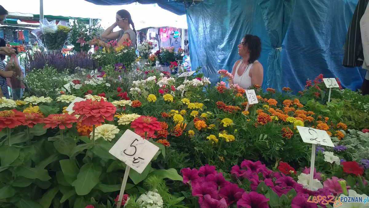 Sobota na Jeżyckim (2) Foto: TD Sobota na Jeżyckim (2) Foto: TD