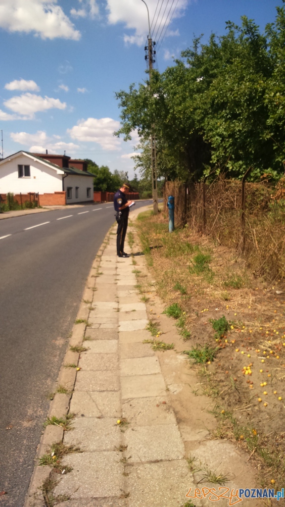 Przycięta zieleń po interwencji Straży Miejskiej Foto: Straż Miejska Przycięta zieleń po interwencji Straży Miejskiej Foto: Straż Miejska