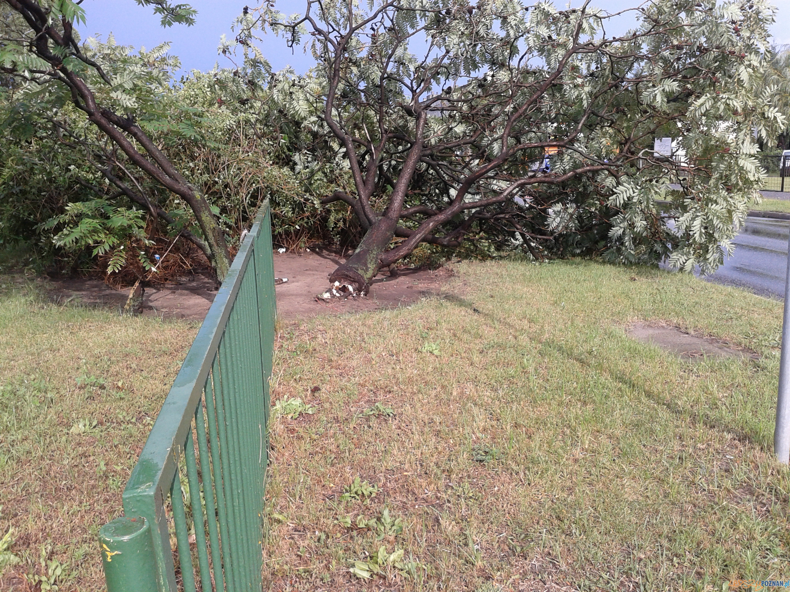 Gwałtowna burza przeszła nad Poznaniem - os. B. Śmialego Foto: Janina Gwałtowna burza przeszła nad Poznaniem - os. B. Śmialego Foto: Janina